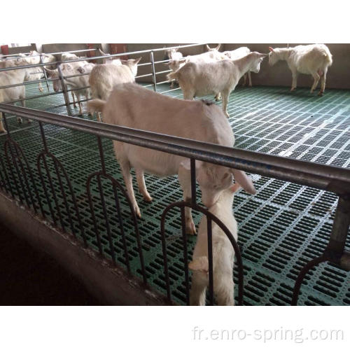 Plancher à lattes en plastique à la ferme de chèvre